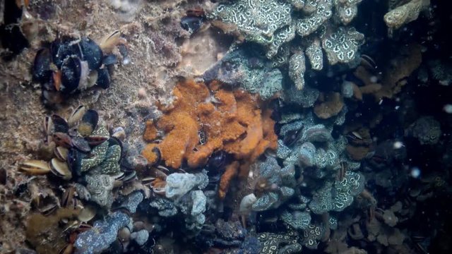 Botryllus schlosseri, commonly known as the star ascidian or golden star tunicate, is a colonial ascidian tunicate that grows on slow-moving, submerged objects
