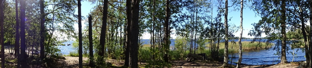 Forest in eastern Finland