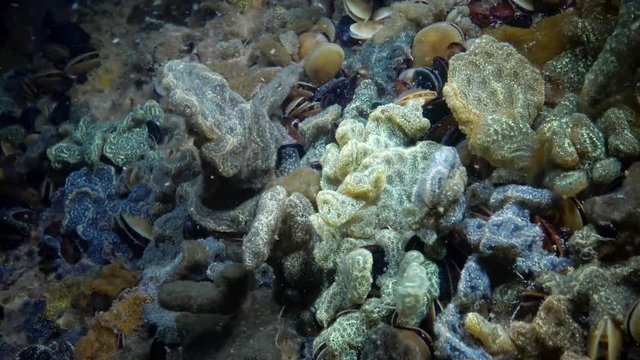 Botryllus schlosseri, commonly known as the star ascidian or golden star tunicate, is a colonial ascidian tunicate that grows on slow-moving, submerged objects