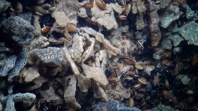 Botryllus schlosseri, commonly known as the star ascidian or golden star tunicate, is a colonial ascidian tunicate that grows on slow-moving, submerged objects
