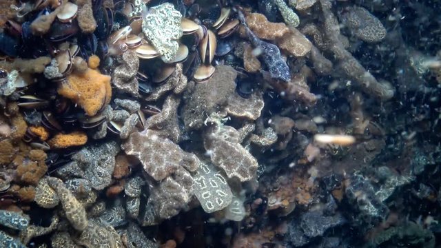 Botryllus schlosseri, commonly known as the star ascidian or golden star tunicate, is a colonial ascidian tunicate that grows on slow-moving, submerged objects