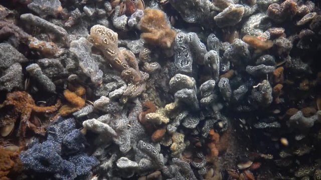 Botryllus schlosseri, commonly known as the star ascidian or golden star tunicate, is a colonial ascidian tunicate that grows on slow-moving, submerged objects