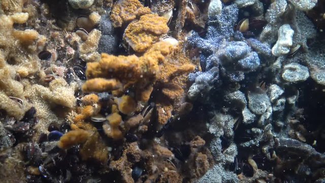 Botryllus schlosseri, commonly known as the star ascidian or golden star tunicate, is a colonial ascidian tunicate that grows on slow-moving, submerged objects