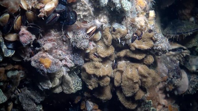 Botryllus schlosseri, commonly known as the star ascidian or golden star tunicate, is a colonial ascidian tunicate that grows on slow-moving, submerged objects