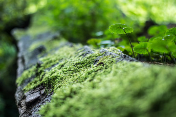 Macro moss on dead oak