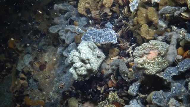 Botryllus schlosseri, commonly known as the star ascidian or golden star tunicate, is a colonial ascidian tunicate that grows on slow-moving, submerged objects