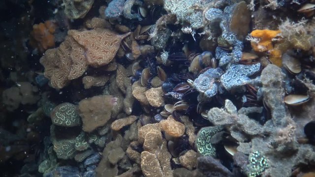 Botryllus schlosseri, commonly known as the star ascidian or golden star tunicate, is a colonial ascidian tunicate that grows on slow-moving, submerged objects