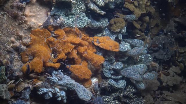 Botryllus schlosseri, commonly known as the star ascidian or golden star tunicate, is a colonial ascidian tunicate that grows on slow-moving, submerged objects