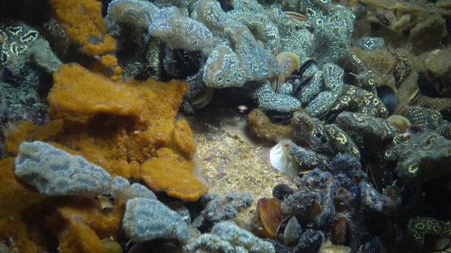 Botryllus schlosseri, commonly known as the star ascidian or golden star tunicate, is a colonial ascidian tunicate that grows on slow-moving, submerged objects