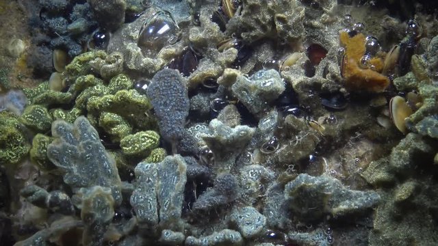 Botryllus schlosseri, commonly known as the star ascidian or golden star tunicate, is a colonial ascidian tunicate that grows on slow-moving, submerged objects