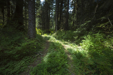 Pacific North West Coast Washington State Landscapes Waterfall Forest Scenic