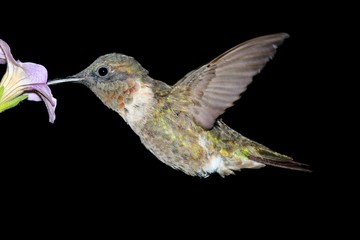 Male Ruby-throated Hummingbird