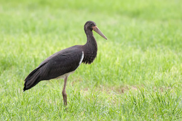 Junger Schwarzstorch (Ciconia nigra)