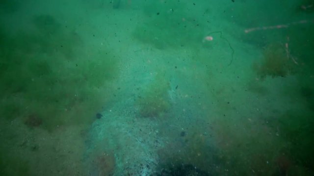 Plastic Debris On The Bottom Of The Black Sea. Rotting Algae, Sea Mushrooms, Anoxic Zone, Asphyxiation