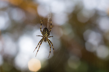 Spider on web in garden - 169862261