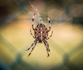 Spider on web in garden - 169862275