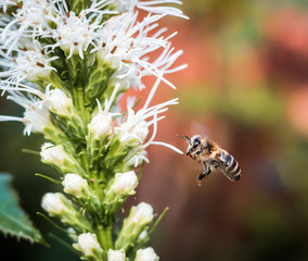 Bee in flight to flower in summer garden - 169862290