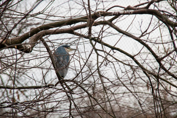 Fototapeta premium Bird in ZOO during winter on branch
