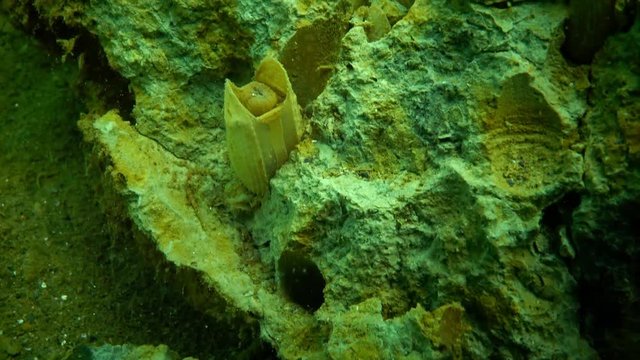 Pholas dactylus or common piddock is a bioluminescent clam-like species of marine mollusc found on the coasts of the North Atlantic and the Mediterranean Sea. It bores into gneiss