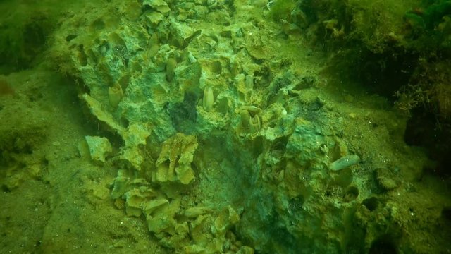 Pholas dactylus or common piddock is a bioluminescent clam-like species of marine mollusc found on the coasts of the North Atlantic and the Mediterranean Sea. It bores into gneiss