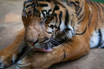 Tiger doing his morning hygiene in ZOO