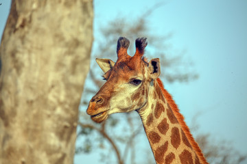 Naklejka premium Giraffe