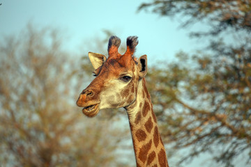 Giraffe