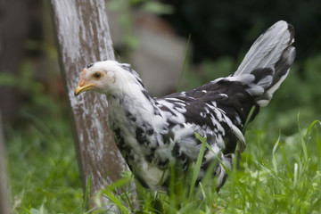 Freilaufendes Huhn
