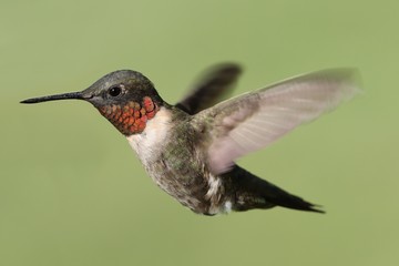 Obraz premium Male Ruby-throated Hummingbird