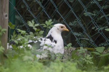 Freilaufendes Huhn