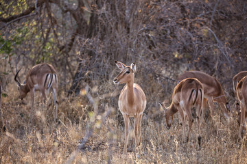 Impala
