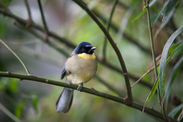 Tropical bird sitting on the branch
