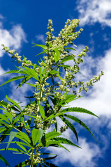 Flowering plant of marijuana against a blue sky with white clouds. Selective focus.
