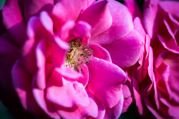 Pink garden flowers closeup - 169863431