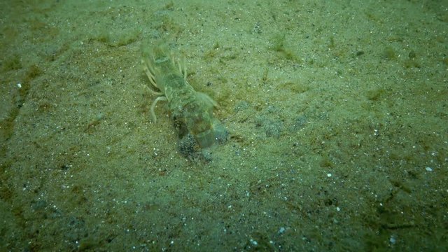 Sea cliff (Upogebia pusilla) - a species of crustaceans of the superfamily kalianasov. The species is listed in the Red Data Book of Ukraine.