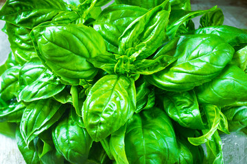 Fresh basil on metal background close-up