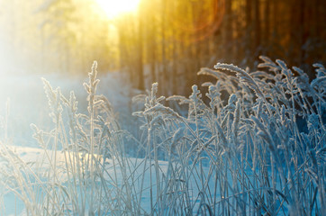 Winter snowy forest at sunset. Beautiful Christmas landscape