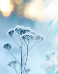 Winter snowy forest at sunset. Beautiful Christmas landscape
