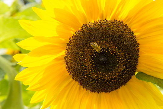 Biene auf einer Sonnenblume (Helianthus annuus) bei der Nektarsuche