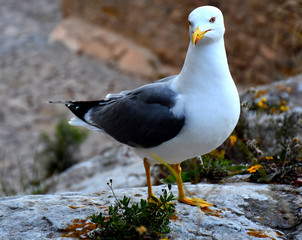 gaviota