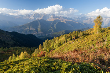 Autumn Landscape with birch forest and mountain range