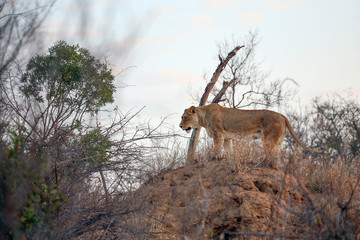 Lioness