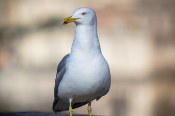 Seagull