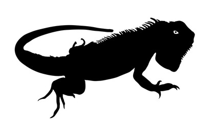 Chameleon silhouette vector