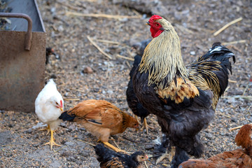 Cock is on the farmyard