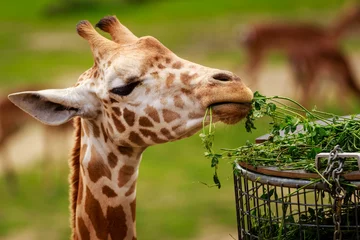 Raamstickers Giraffe eating in a zoo.  Planckendael zoo, Mechelen, Flanders, Belgium © Steven