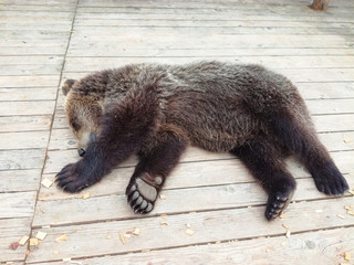 European brown bear at sleeping