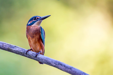 Kingfisher or Alcedo atthis perches on branch