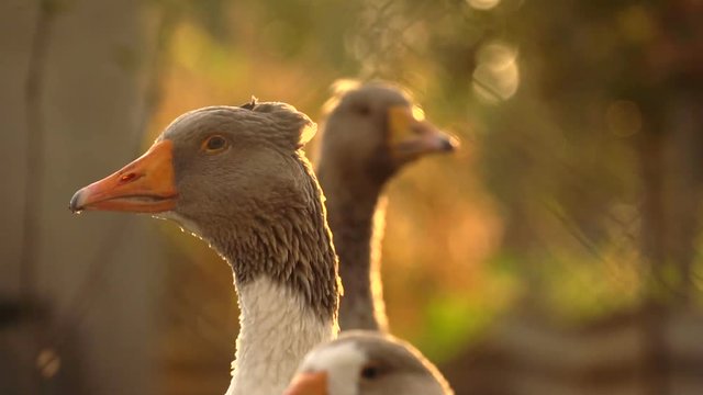 Geese on the farm, close