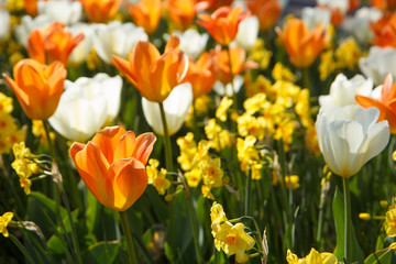 The background of colored tulips and daffodils